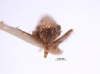 Deltocephalus senilis image