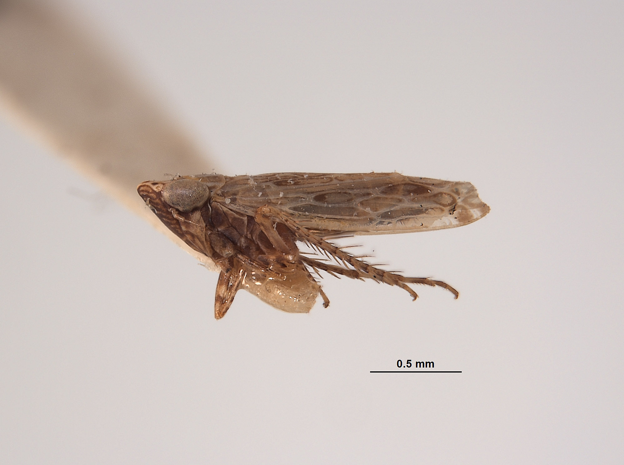 Deltocephalus senilis image