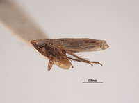 Deltocephalus senilis image