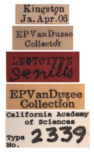 Deltocephalus senilis image