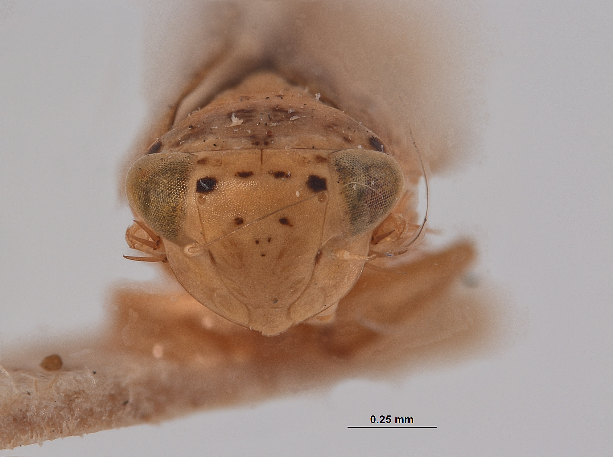 Eutettix balli image
