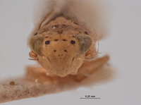 Eutettix balli image