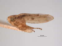 Eutettix balli image