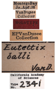 Eutettix balli image