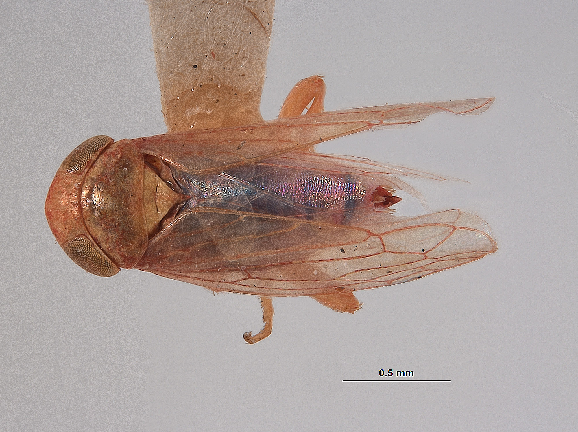 Thamnotettix rubicundula image