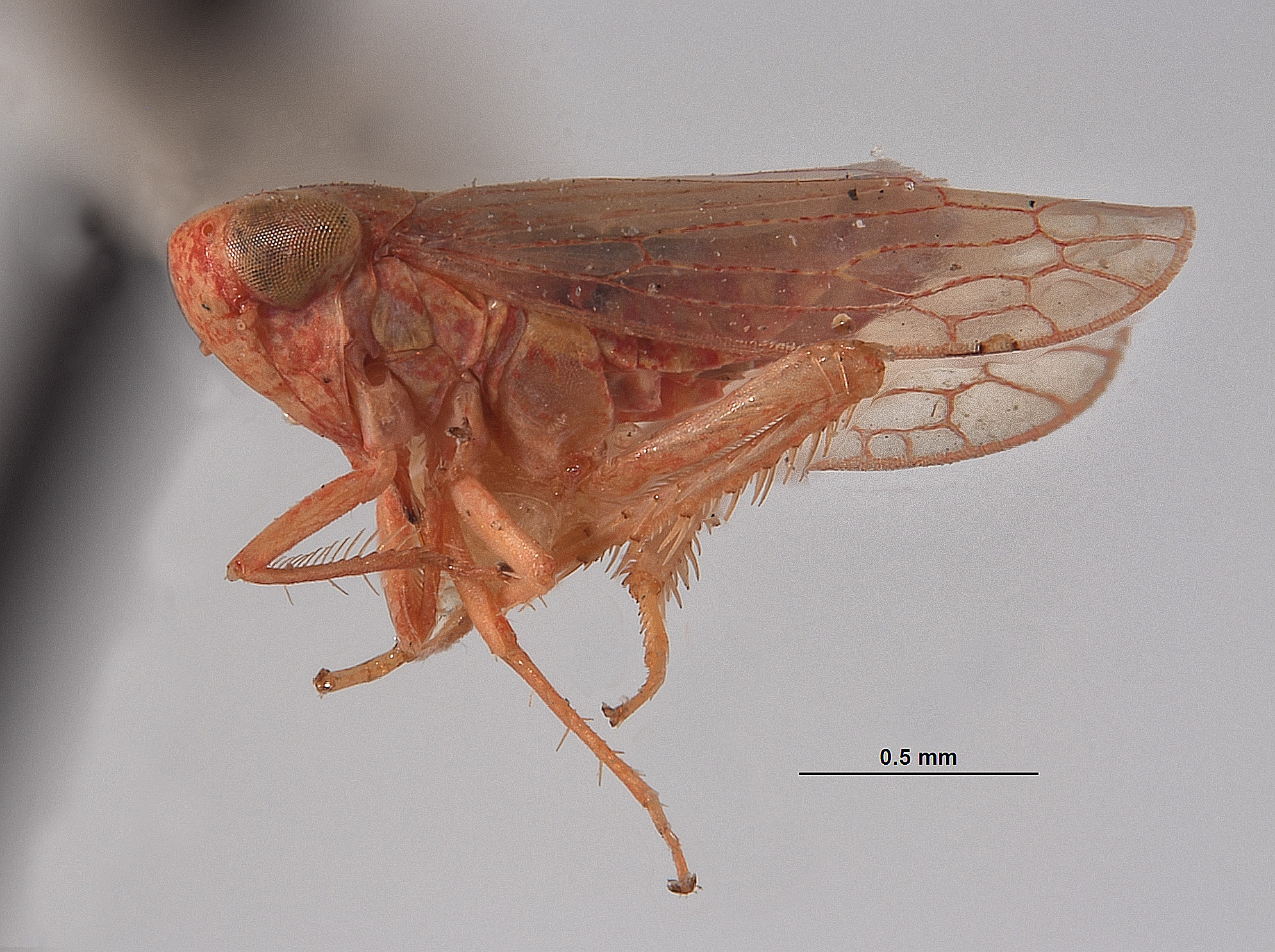 Thamnotettix rubicundula image