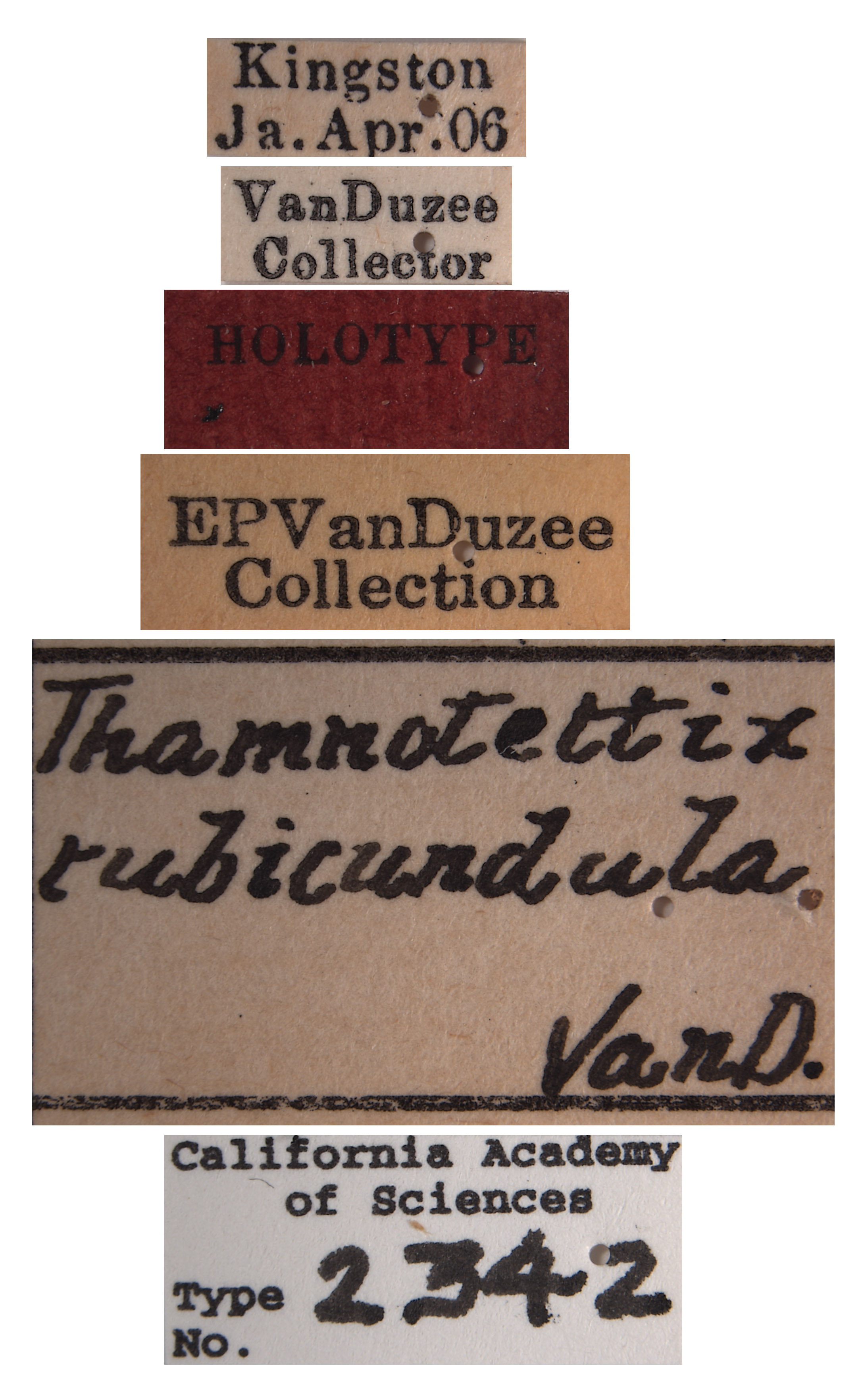 Thamnotettix rubicundula image