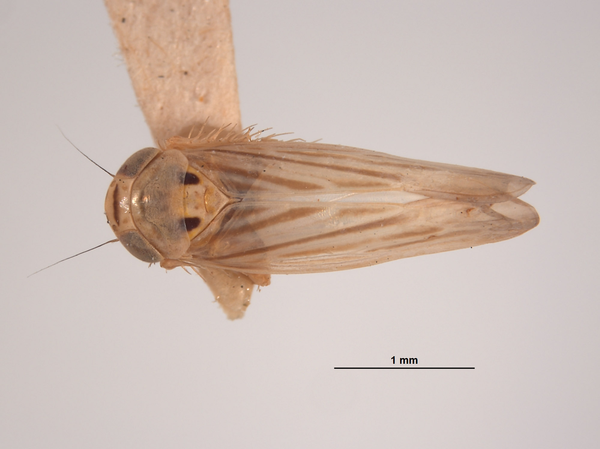 Cicadula intensa image