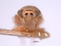 Cicadula intensa image