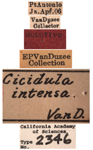 Cicadula intensa image