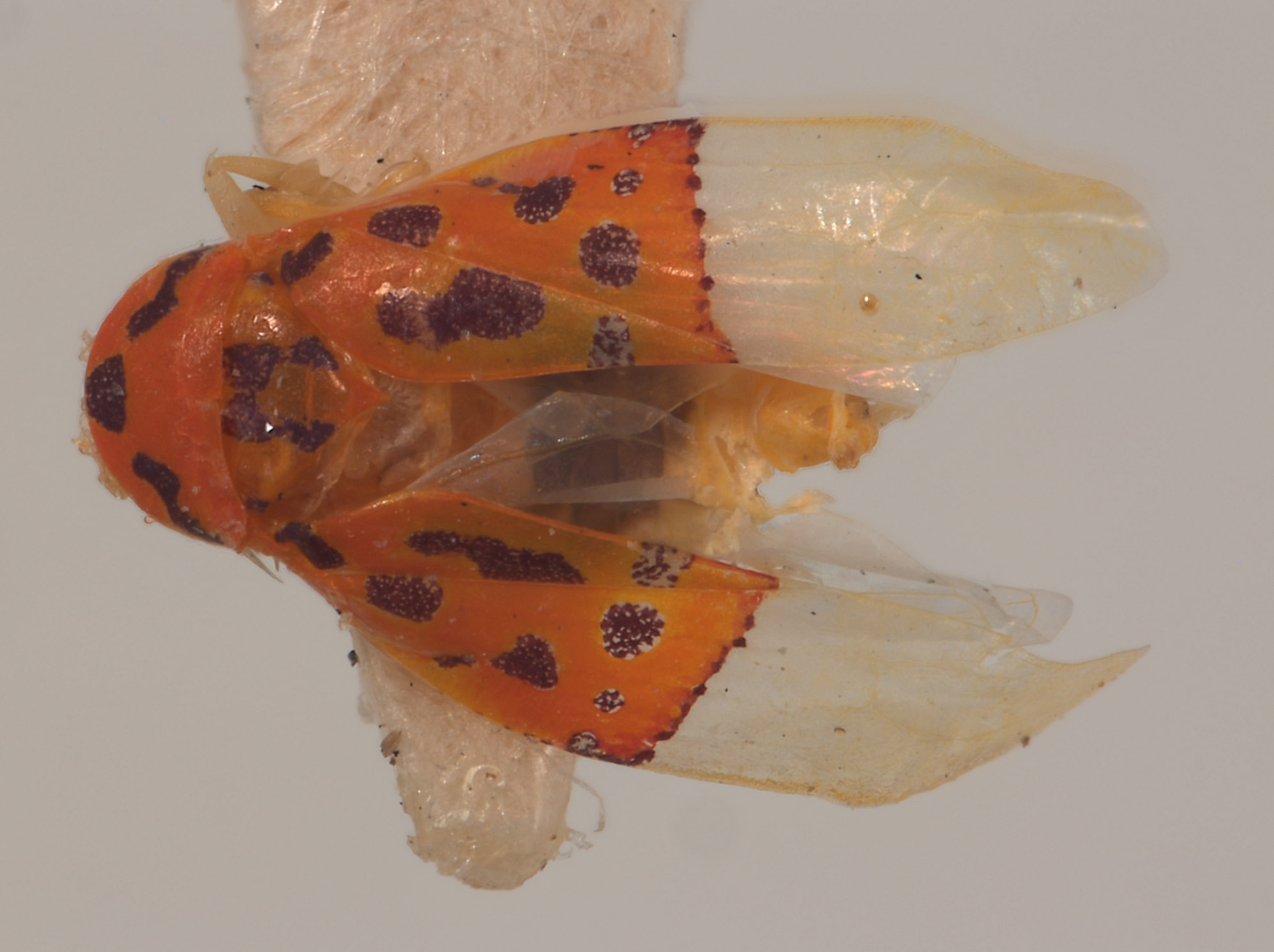 Eualebra rubra image