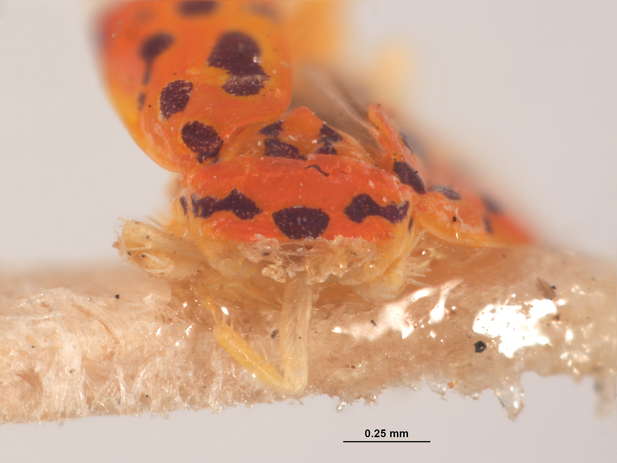 Eualebra rubra image