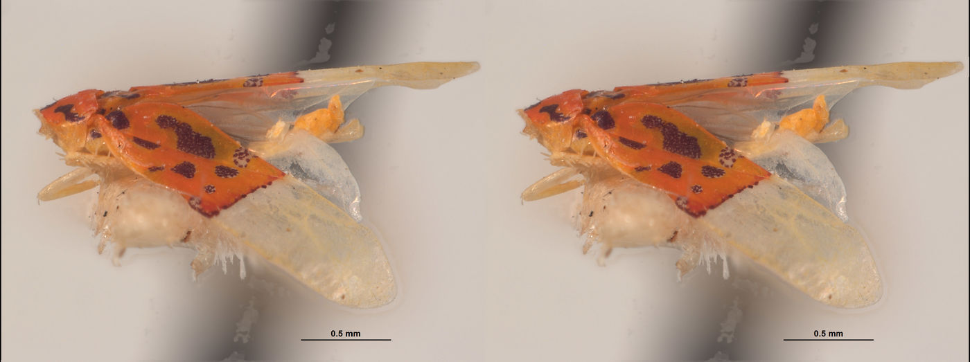 Eualebra rubra image