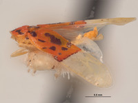 Eualebra rubra image