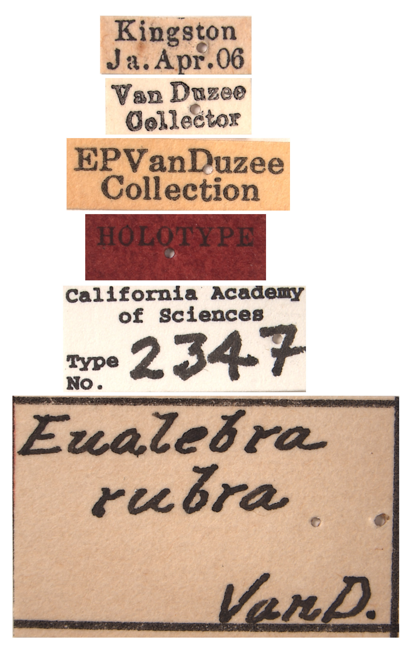 Eualebra rubra image