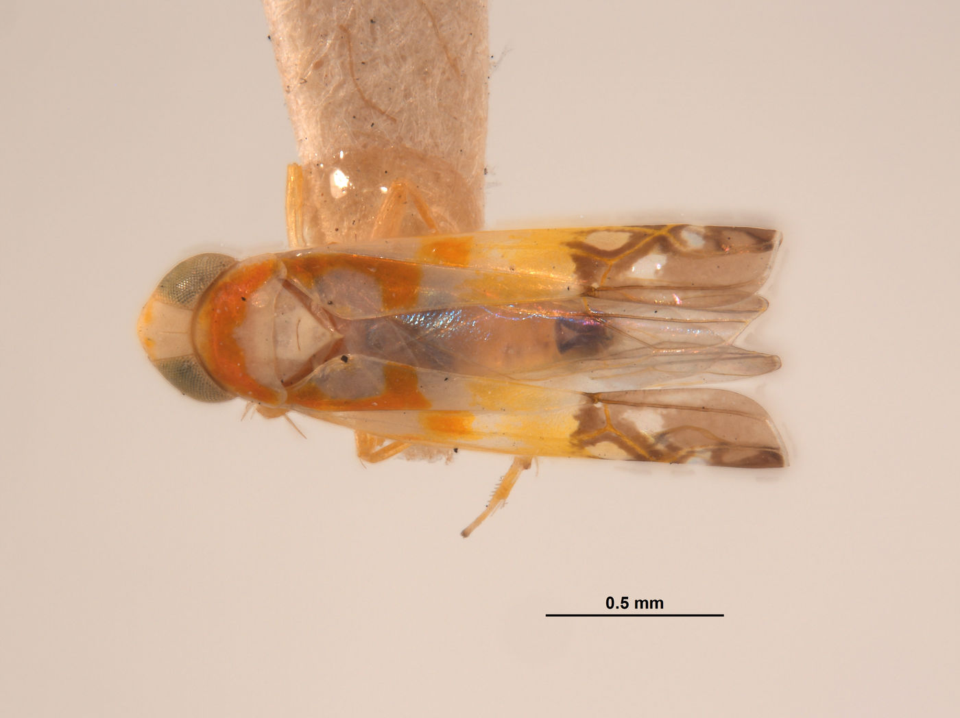 Protalebra apicalis image