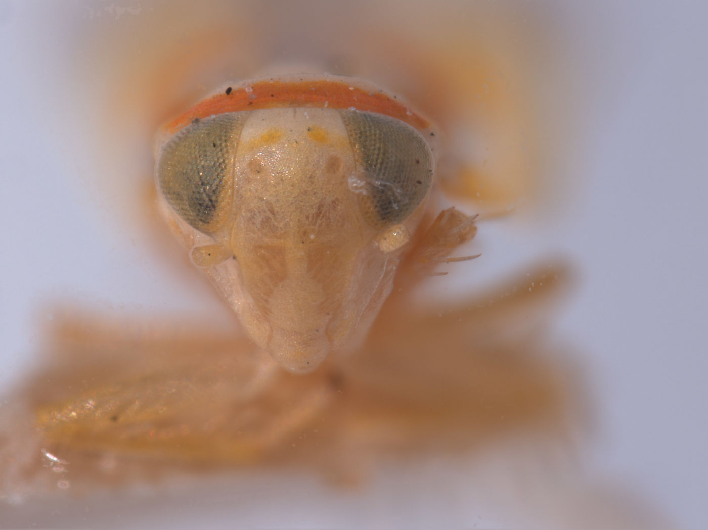 Protalebra apicalis image