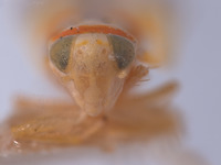 Protalebra apicalis image