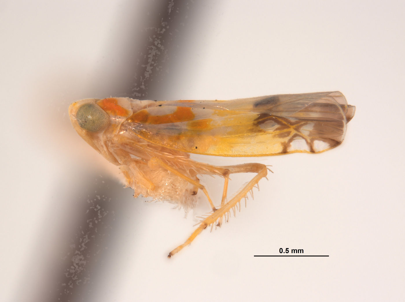 Protalebra apicalis image