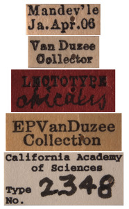 Protalebra apicalis image