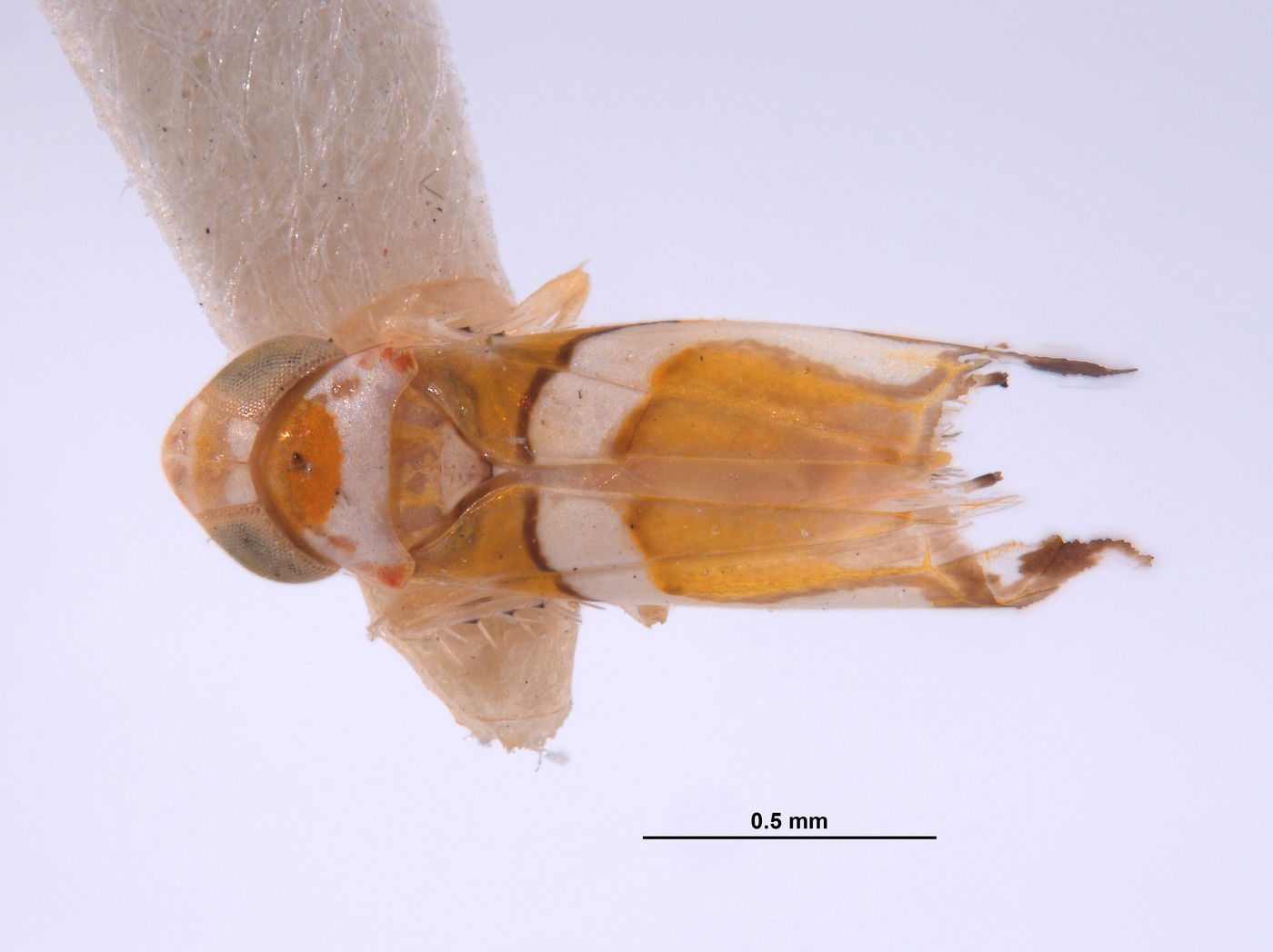 Protalebra omega image