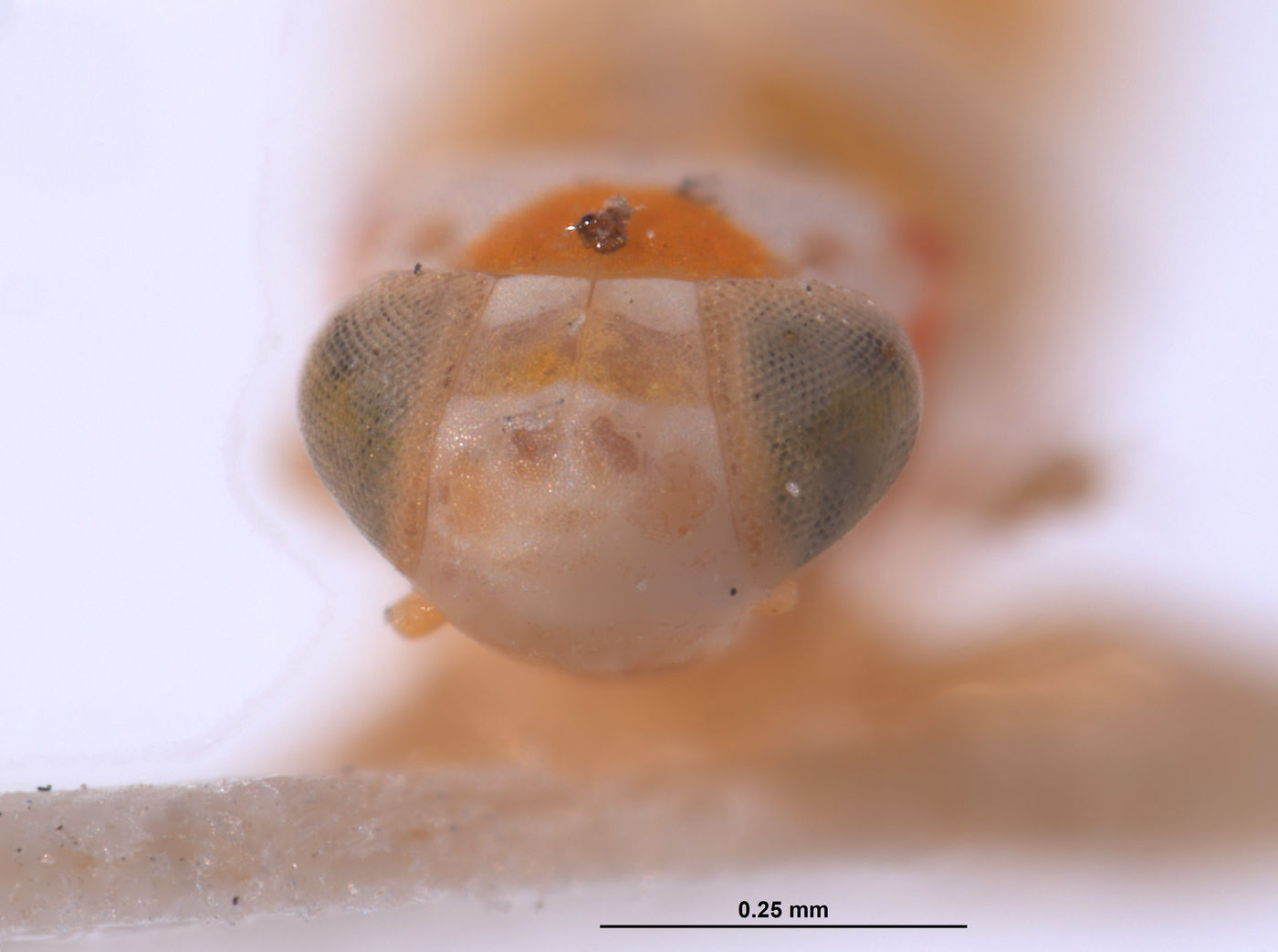 Protalebra omega image