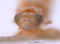 Protalebra omega image