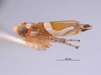 Protalebra omega image