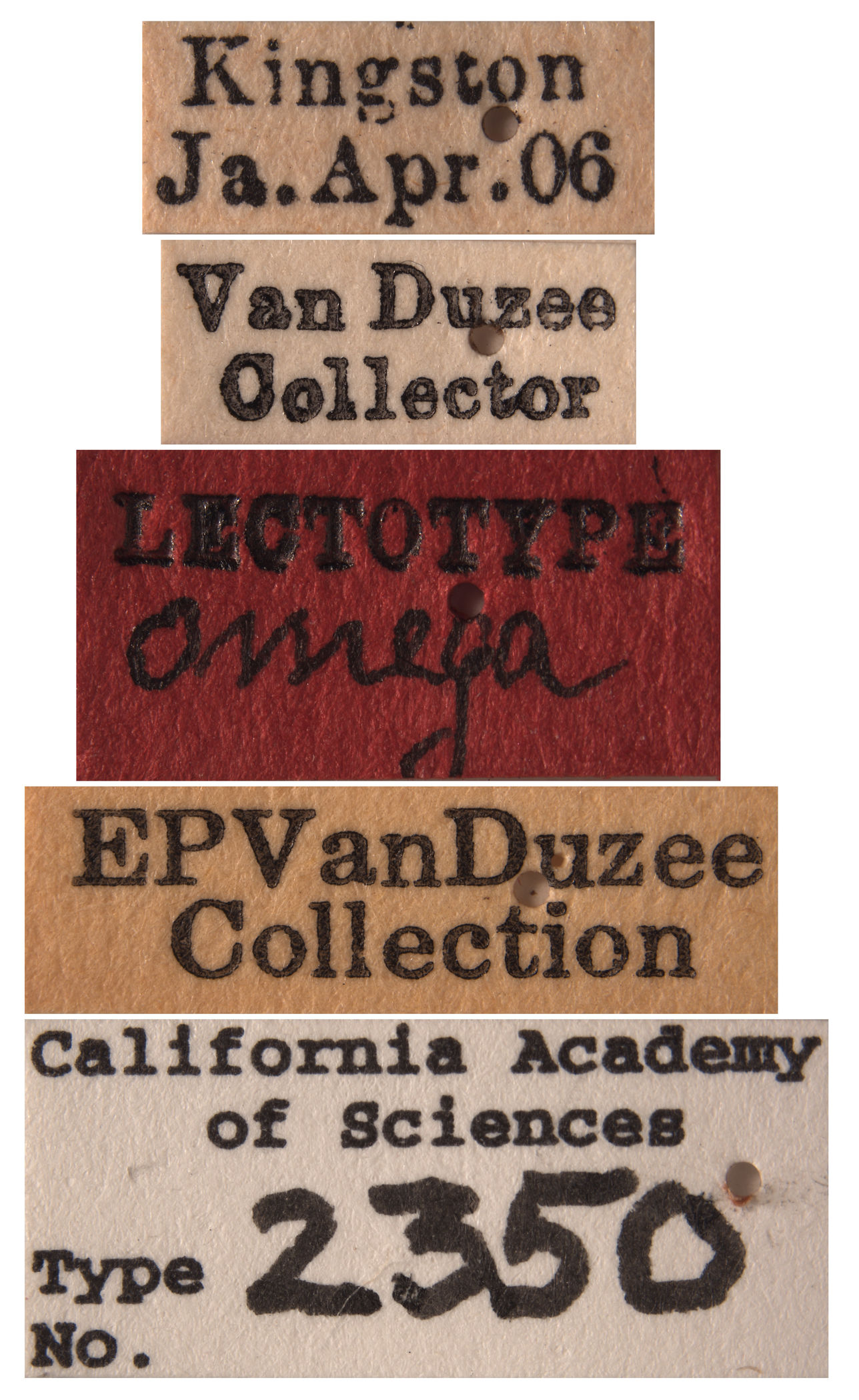 Protalebra omega image