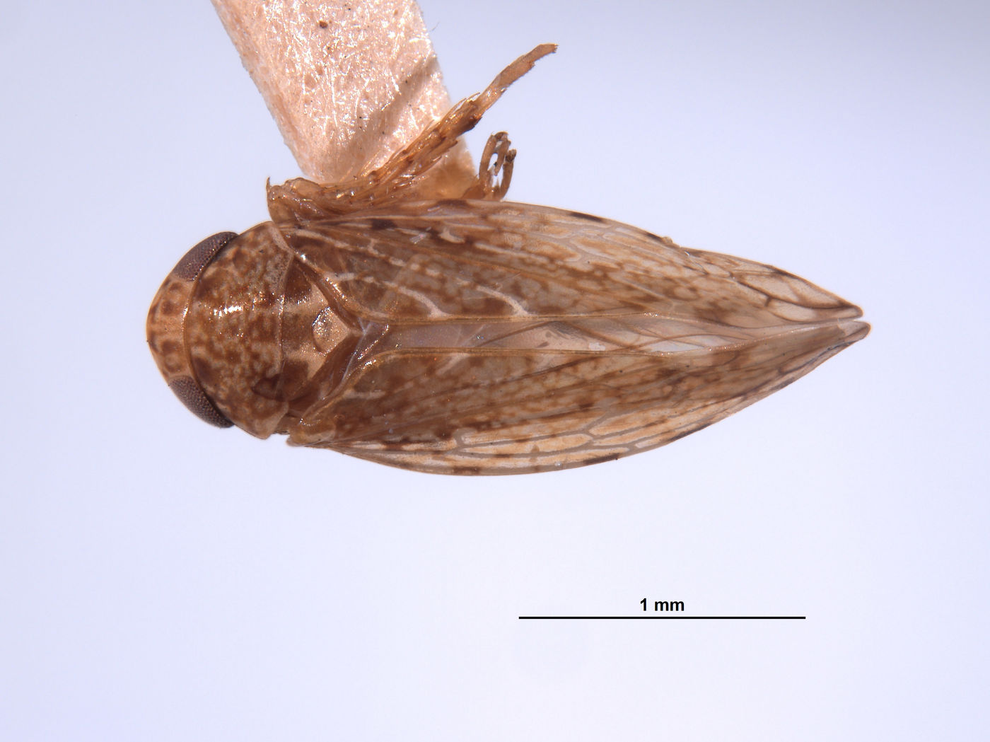 Xestocephalus agassizi image