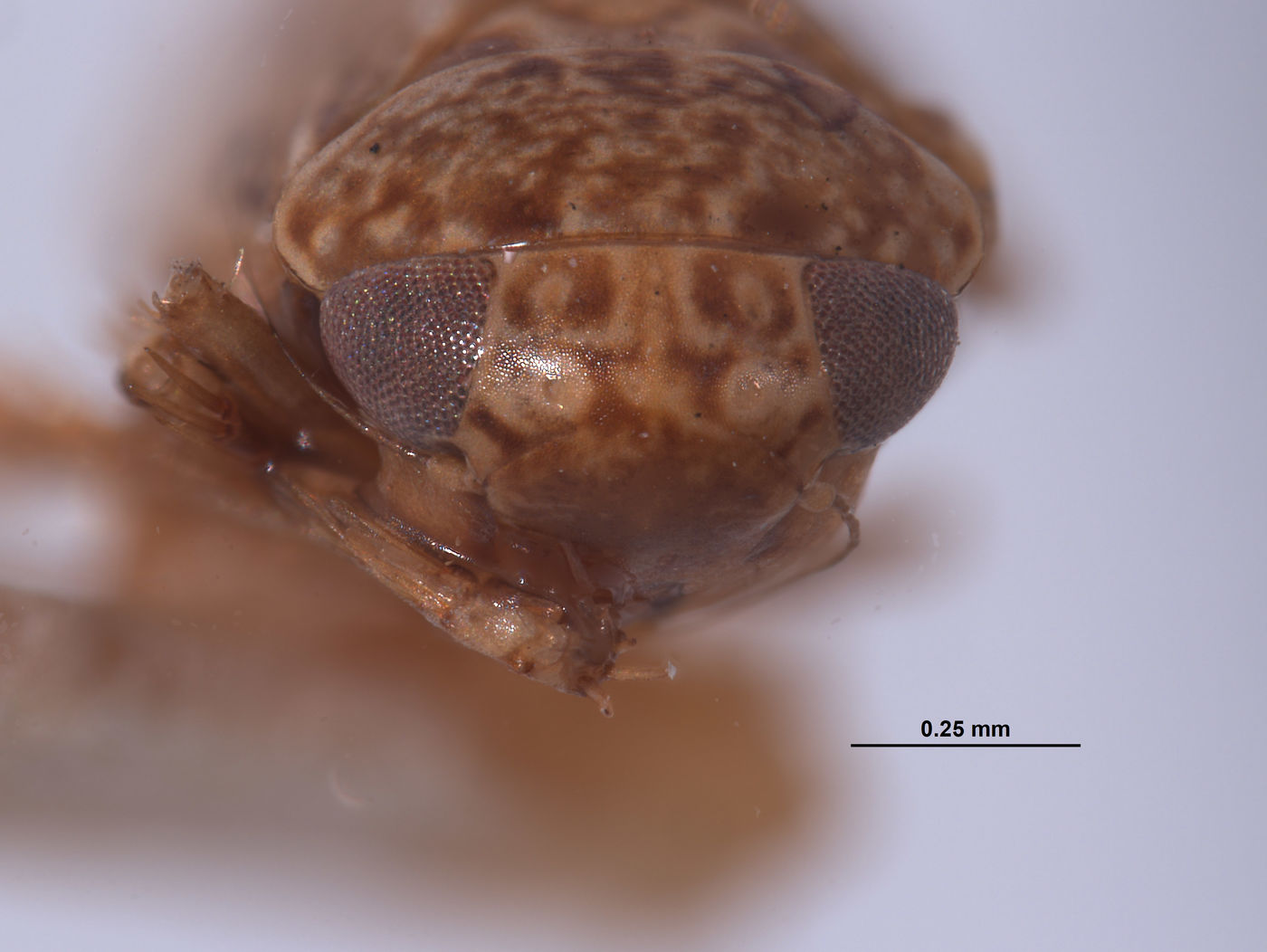 Xestocephalus agassizi image