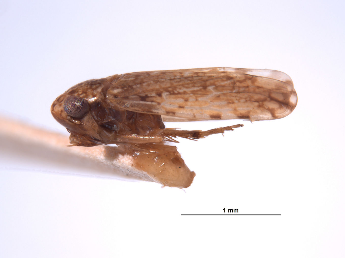 Xestocephalus agassizi image