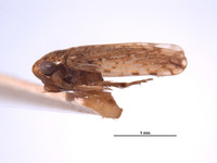 Xestocephalus agassizi image