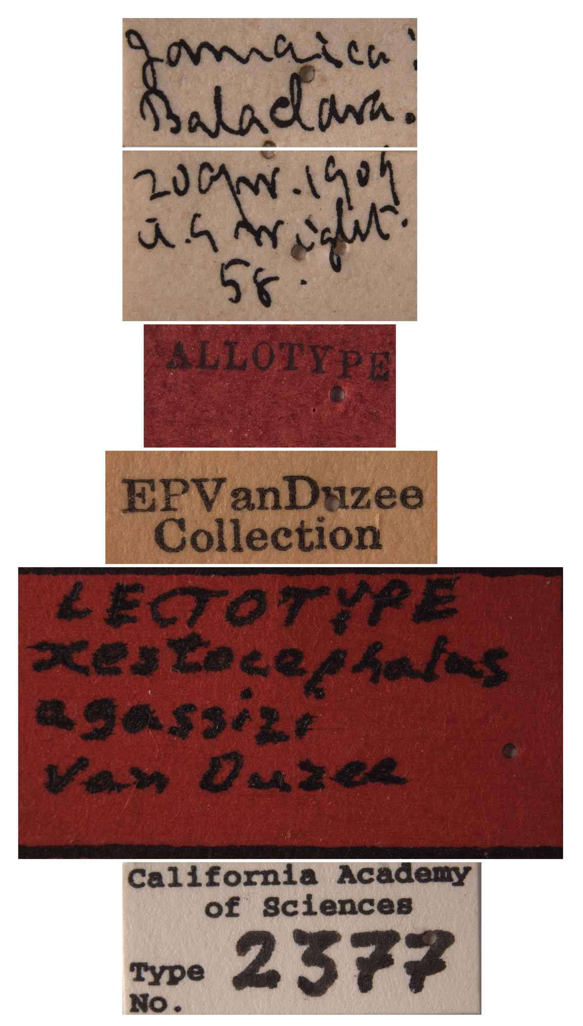 Xestocephalus agassizi image