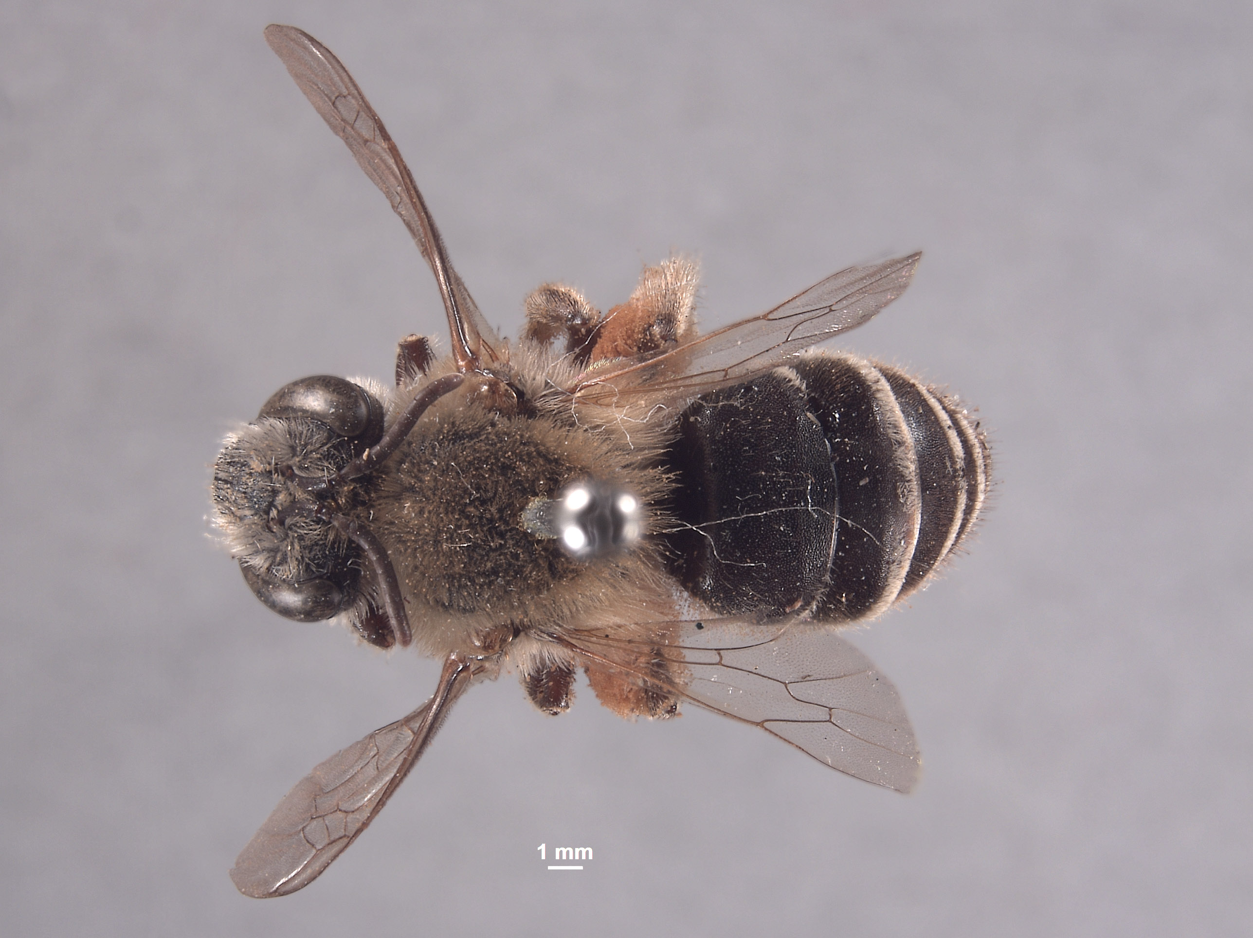 Colletes kobensis image