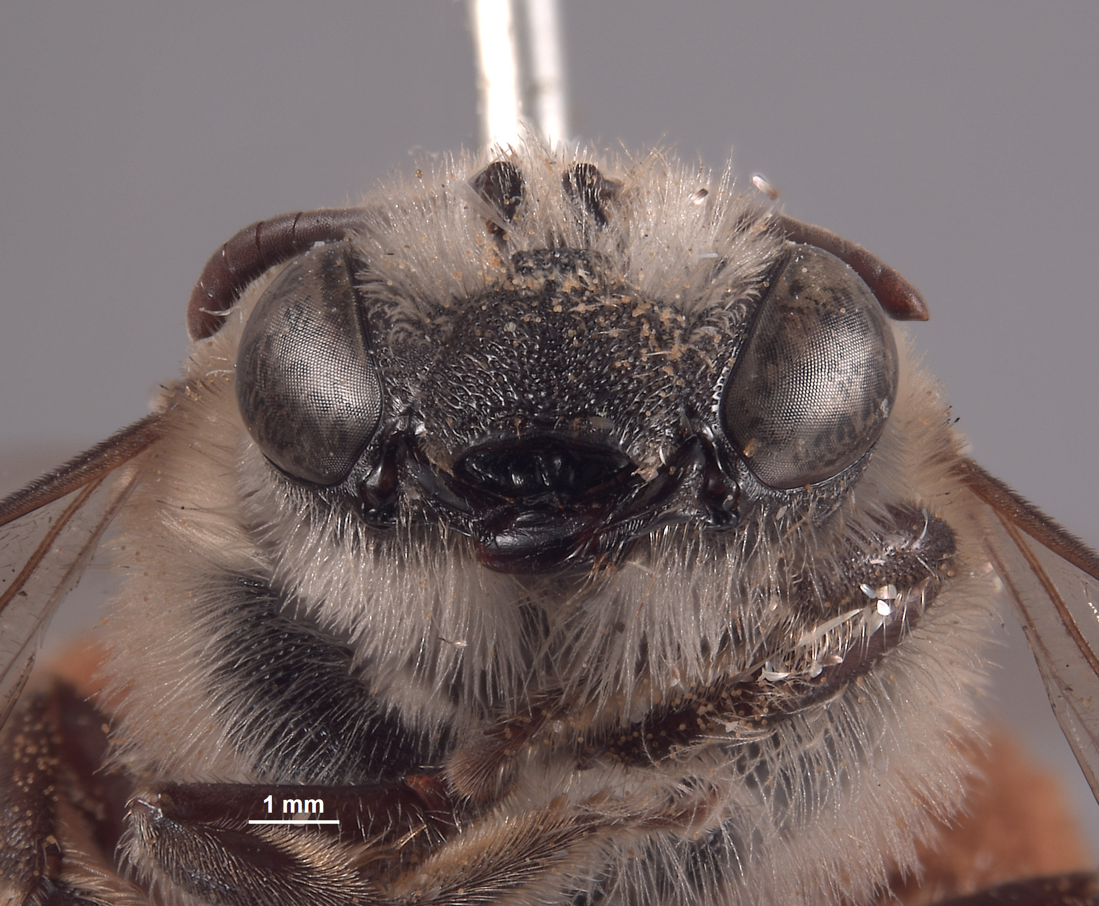 Colletes kobensis image
