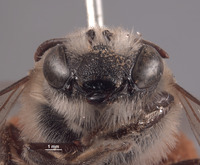 Colletes kobensis image