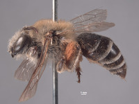 Colletes kobensis image