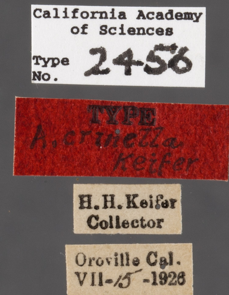 Agnippe crinella image