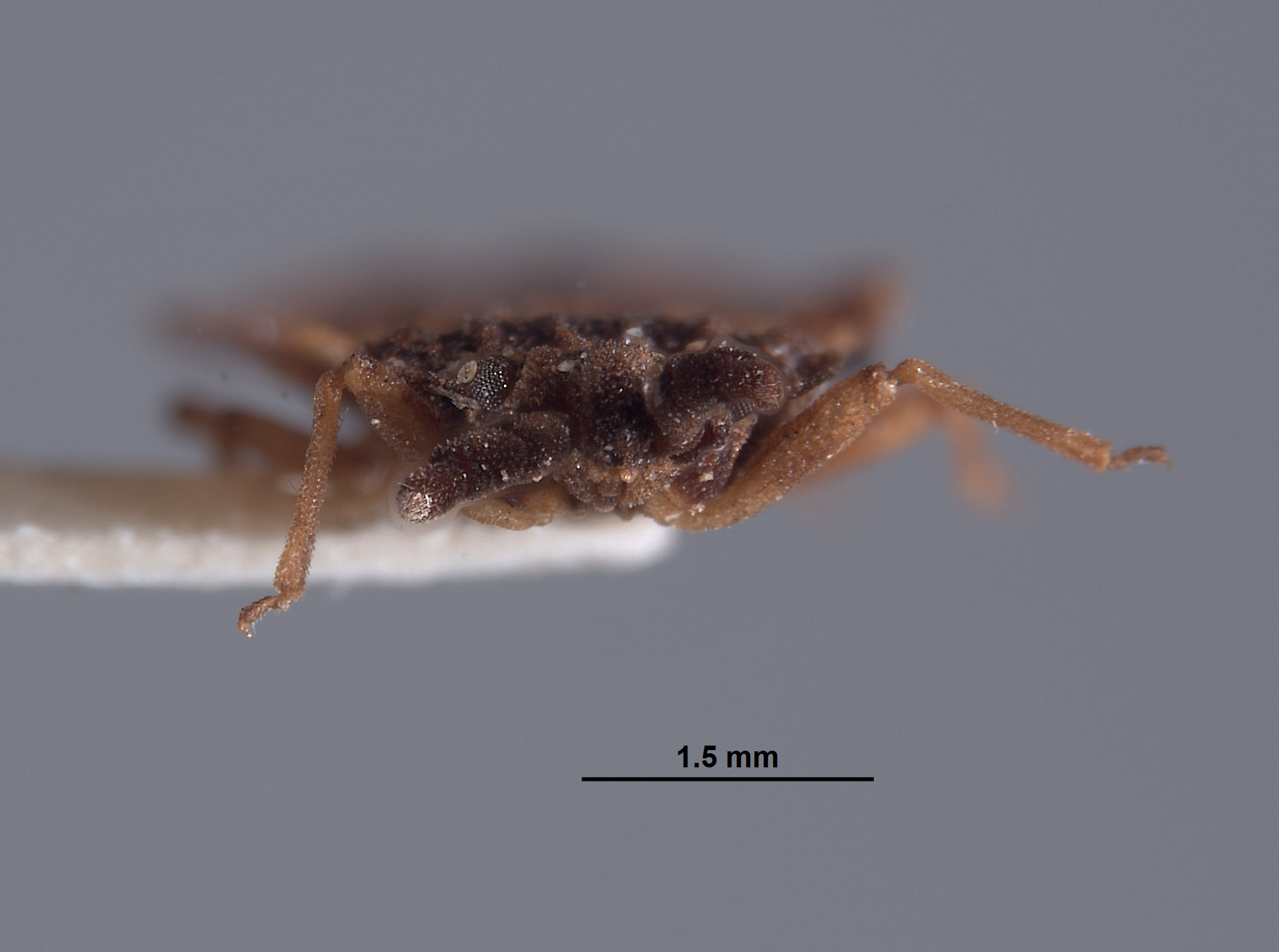 Aradus vandykei image