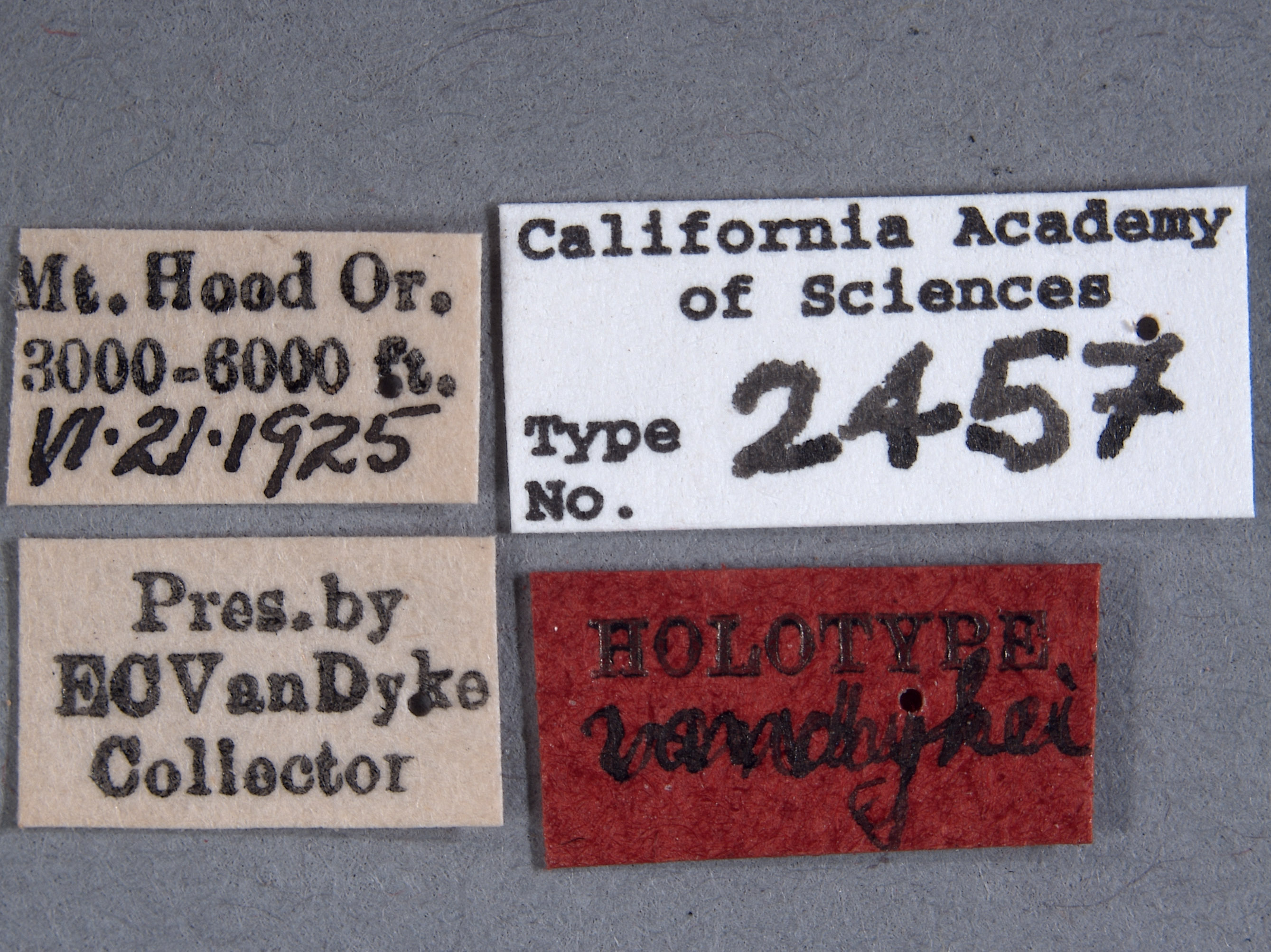 Aradus vandykei image