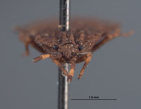 Aradus (Aradus) image