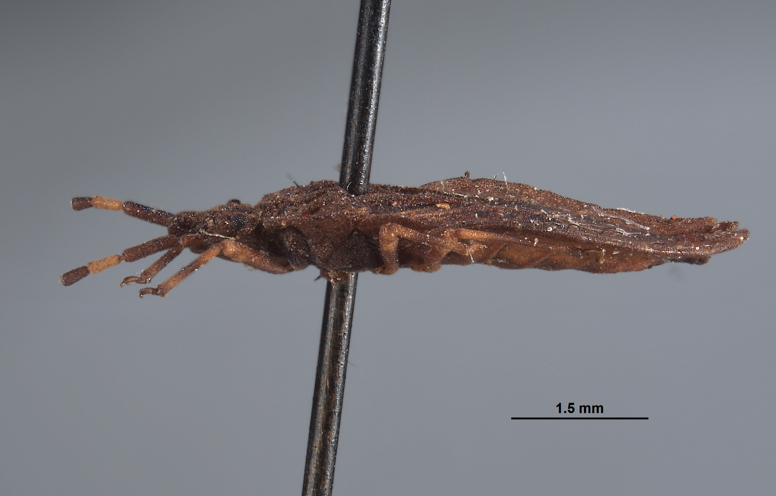 Aradus (Aradus) image