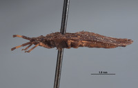 Aradus patibulus image