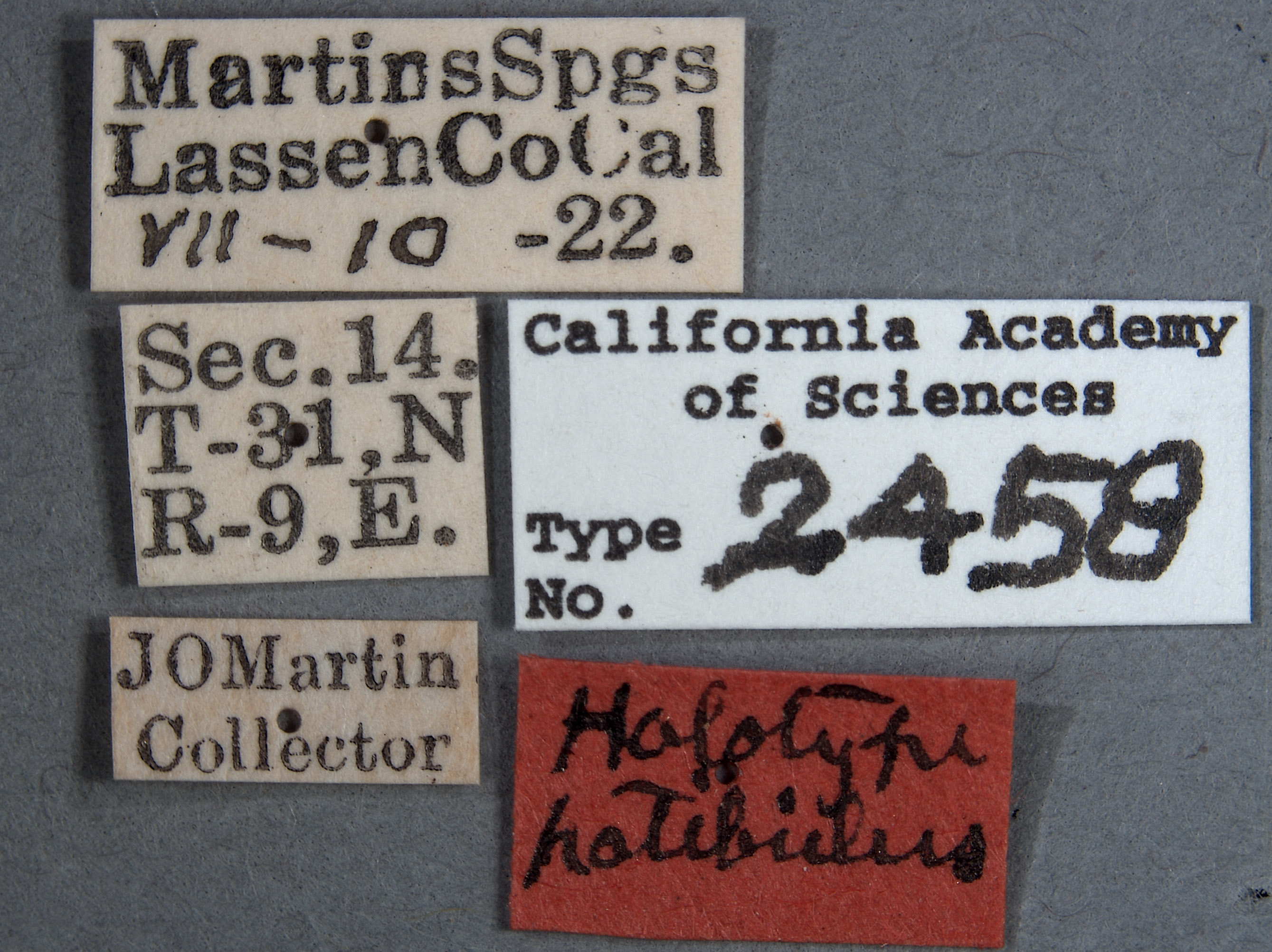 Aradus patibulus image