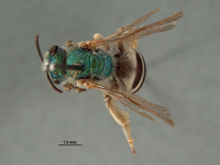 Image of Agapostemon martini
