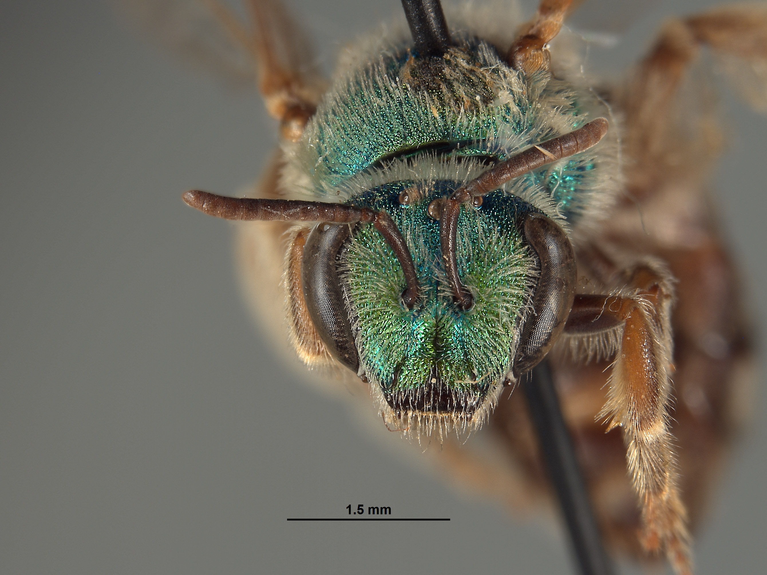 Agapostemon image