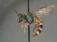 Agapostemon martini image