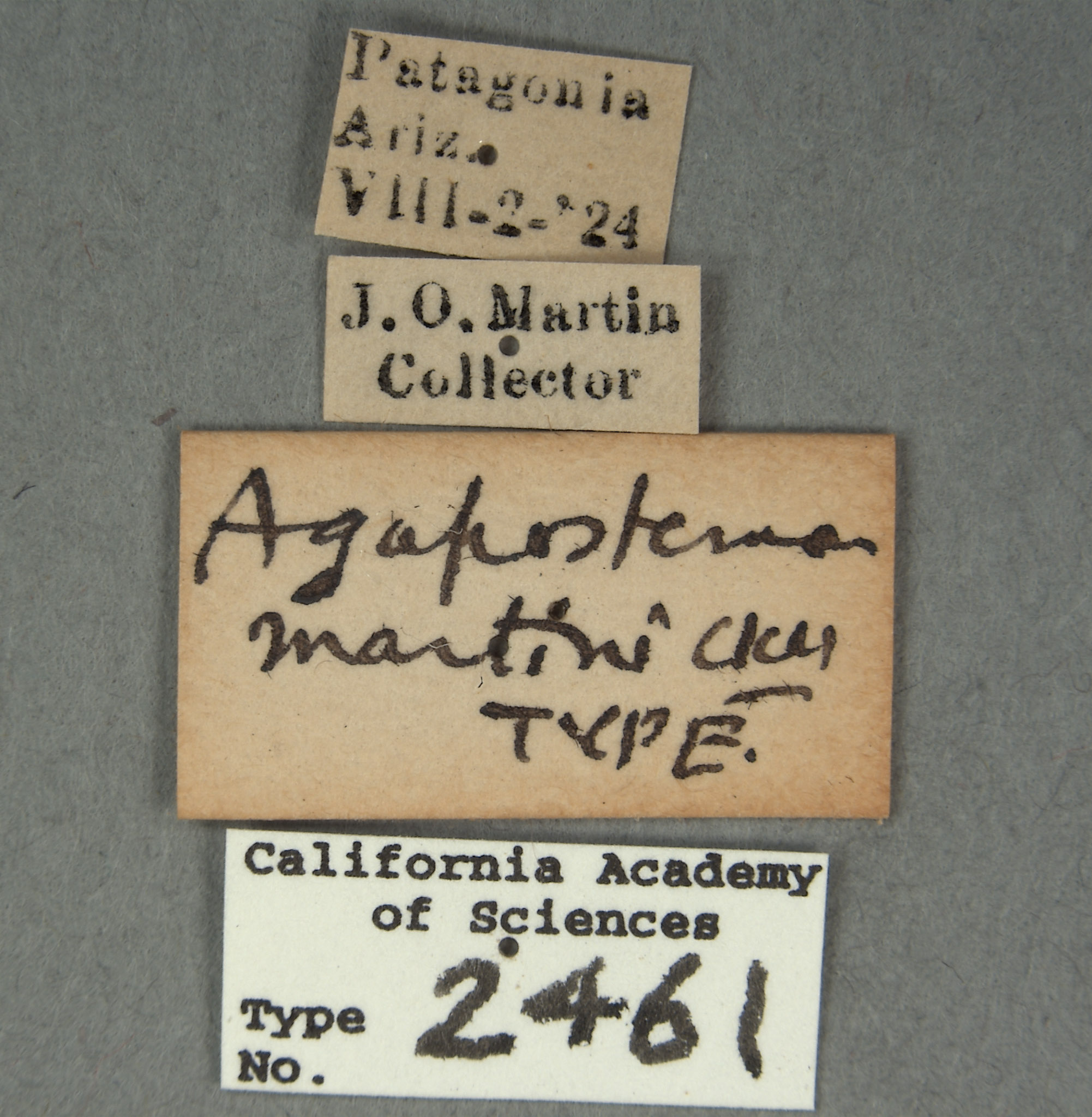 Agapostemon martini image