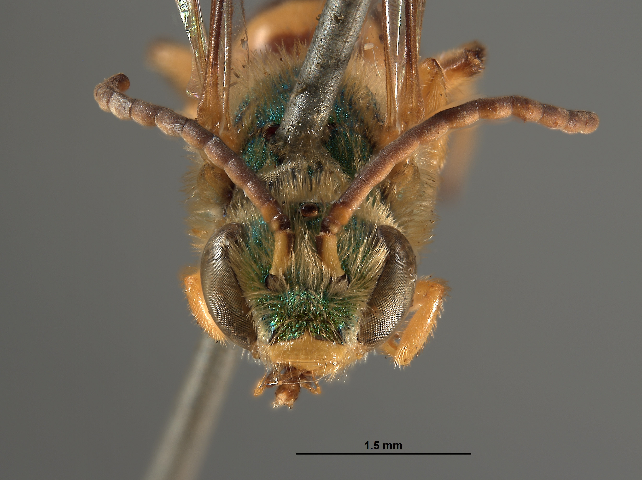 Agapostemon epichryseus image
